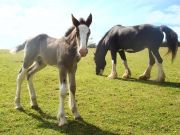 The foal\'s at Killagorden Cottage BB