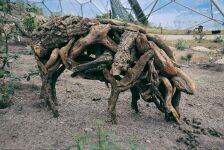 Driftwood sculpture of pig