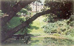 Pictures of The Lost Gardens of Heligan, Cornwall