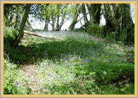 Bluebell lined woodland walks
