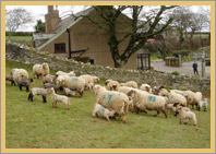 Tregondale Farm, in the heart of the Cornish countryside