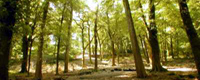 Great Wood at Lanhydrock
